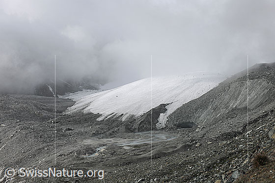 Foto: Nebelstimmung am Schwarzberggletscher. Blick über das Gletschervorfeld mit Gletscherbach auf die weisse Gletscherzunge. Das Gletschereis über dem Gletschertor ist mit Geröll bedeckt (= Obermoräne). Die Nebel- und Wolkenreste hüllen die urtümliche Gletscherlandschaft in eine geheimnisvolle Stimmung.
