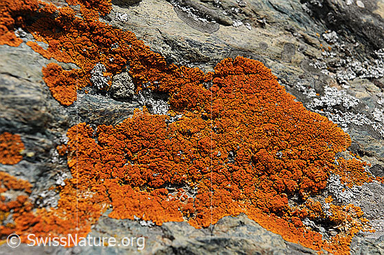 Foto: Flechte auf Fels.
Schmallappige Gelbflechte
Lat.: Xanthoria elegans
Familie: Teloschistaceae