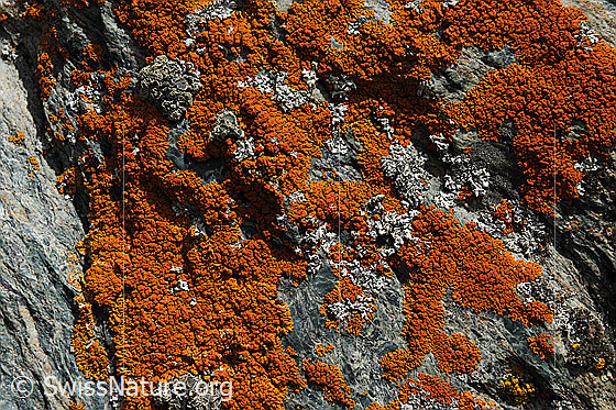 Foto: Schmallappige Gelbflechte
Lat.: Xanthoria elegans
Familie: Teloschistaceae
