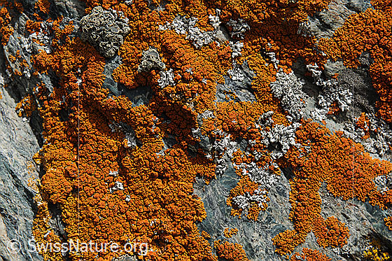 Foto: Gelbflechte
Schmallappige Gelbflechte (auch zierliche Gelbflechte)
Lat.: Xanthoria elegans
Familie: Teloschistaceae