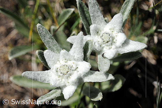 Foto: Edelweiss, Blüten
Lat.: Leontopodium alpinum
Familie: Asteraceae (Korbblütler)