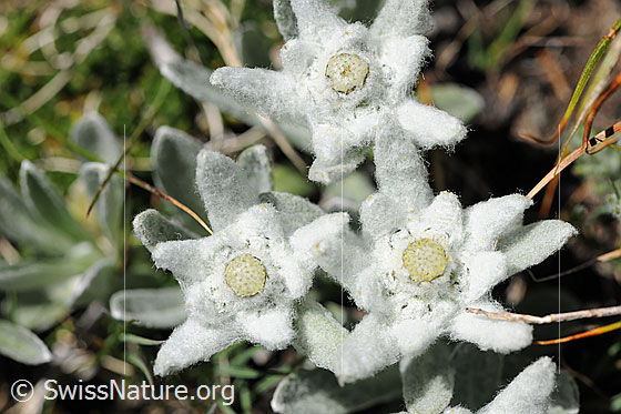 Foto: Drei Blüten des Edelweiss. Das Edelweiss ist eine Pflanze, welche in karger Umgebung in Höhen ab ca. 2000m wächst und blüht.
Lat.: Leontopodium alpinum
Familie: Asteraceae (Korbblütler)