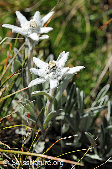 Foto: Alpen-Edelweiss, ganze Pflanze
Lat.: Leontopodium alpinum
Familie: Asteraceae (Korbblütler)