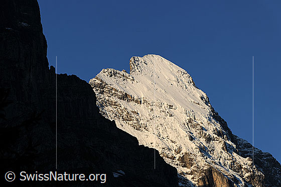 Foto: Eiger im Morgenlicht.