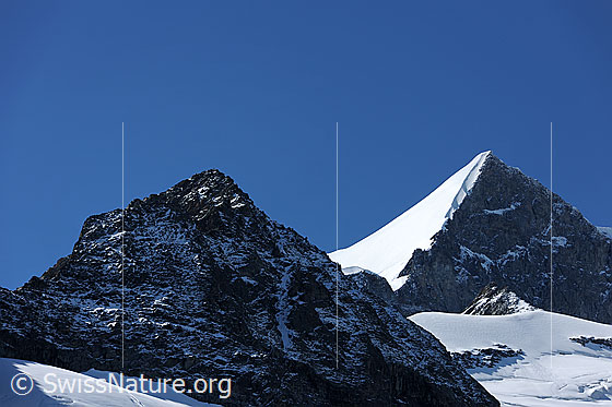 Foto: Ochs mit sonnenbeschienener Firnflanke.