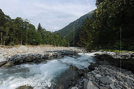 Foto: Folgen der Murgänge von Spreitlaui. Geschiebe im Flussbett der Aare bei Hohfluh, Guttannen. Die Murgänge aus dem Spreitbachgraben (Spreitgraben, Spreitlauigraben, Grimselpass)  füllten das Aarebett mit Gesteinsmaterial in der Höhe von mehr als 10 Metern auf. Der Fluss fand anschliessend einen neuen Weg in den Geröllmassen.