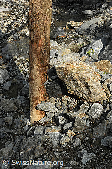 Foto: Naturgewalt Murgang. Geschundener Baumstamm und aufgetürmte Gesteinsablagerungen.