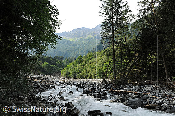 Foto: Geschiebe im Flussbett der Aare bei Hohfluh, Guttannen. Die Murgänge aus dem Spreitbachgraben (Spreitgraben, Spreitlauigraben, Grimselpass) füllten das Aarebett mit Gesteinsmaterial in der Höhe von mehr als 10 Metern auf. Der Fluss fand anschliessend einen neuen Weg in den Geröllmassen.