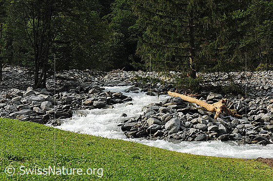 Foto: Aare bei Hohfluh nach den Murgängen im Spreitgraben (Spreitlauigraben, Grimselpass). Das Flussbett wurde durch die Murgänge mehr als 10 Meter hoch aufgefüllt. Der Fluss sucht sich einen neuen Lauf durch die Geschiebeablagerungen. Die Naturgewalt dieses Ereignisses ist an den zahlreichen mitgeführten Felsblöcken und dem geschundenen Baumstamm erkennbar.