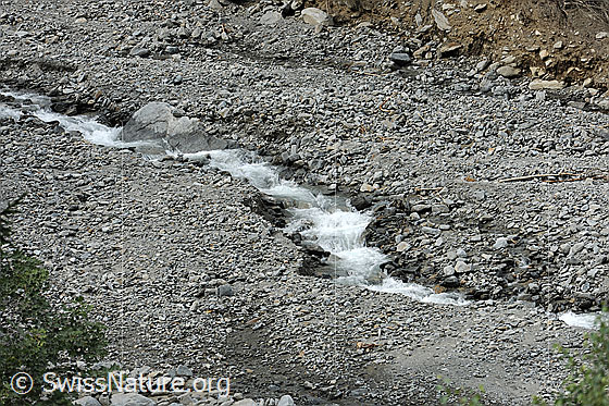 Foto: Spreitlauibach nach dem Murgang des Spreitgraben (Spreitlauigraben, Grimselpass). Das Bachbett ist meterhoch aufgefüllt und das Wasser sucht sich einen neuen Lauf durch die Geschiebeablagerungen.