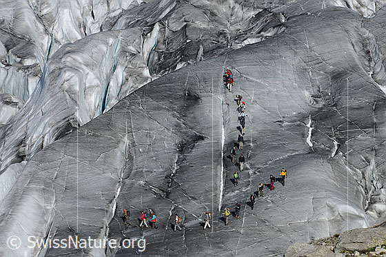 Foto: Seilschaften auf Gletscher. Zwei Gruppen Alpinisten unterwegs in einer Spaltenzone. Der Gletscher ist ausgeapert.
