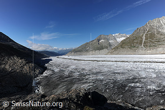 Foto: Grosser Aletschgletscher von Platta. Blick über den Gletscherrand und die Mittelmoränen des Gletschers zu Zenbächenhorn und Geisshorn.
