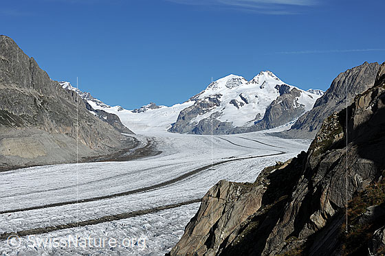 Foto: Gletscherbild Aletschgletscher. Blick von Platta über den Gletscherstrom Richtung Jungfraujoch, Mönch und Trugberg.
