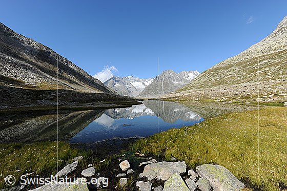 Foto: Berglandschaft mit Spiegelbild im See. Kleiner Bergsee im Aletschgebiet. Das Ufer ist mit Gras bewachsen. Im Vordergrund liegen einzelne Steine.
Gipfel im Hintergrund: Zenbächenhorn, Geisshorn, Olmenhorn und Dreieckhorn.
