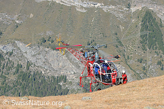 Foto: Helikopter und Flughelfer. Der Flughelfer ist soeben der am Hang schwebenden Maschine entstiegen.