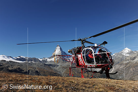 Foto: Matterhorn und Helikopter des Typs Lama (Air Zermatt) beim Aufnehmen des Flughelfers.
