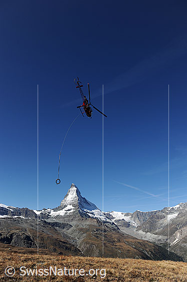 Foto: Transportflug der Air Zermatt vor dem Matterhorn. Am Transportseil des Helikopters hängt eine Kabelrolle.