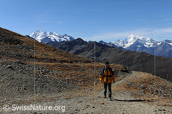 Foto: Wandern. 
Wanderin auf Bergweg unterwegs. Im Hintergrund die Walliser Alpen mit Mischabel und Weisshorn.