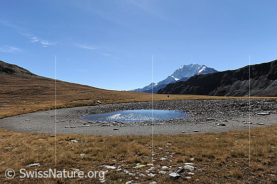 Foto: Bergsee bei Trockenheit. Der Undre Rossusee ist von herbstlichen Alpweiden umgeben und fast ausgetrocknet. Im Hintergrund ist das Feltschhorn zu sehen.