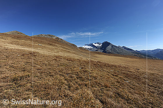 Foto: Weite, herbstliche Alweide mit Monte Leone und Hübschhorn im Hintergrund.