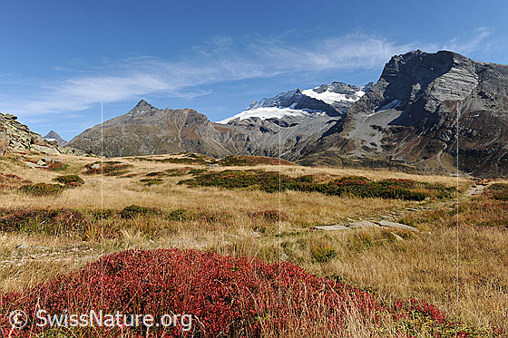 Foto: Vegetation in den Herbstfarben am Simplon. Ein Wanderweg führt durch die Herbstlandschaft mit rötlichen Heidelbeersträuchern und herbstlich gefärbtem Gras. Im Hintergrund sind Wasenhorn, Monte Leone und Hübschhorn zu sehen.
Gletscher: Chaltwassergletscher und Homattugletscher