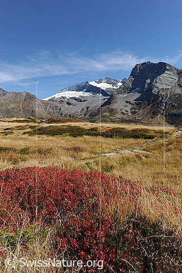 Foto: Vegetation in den Herbstfarben. Ein Wanderweg führt durch die Herbstlandschaft mit rötlichen Heidelbeersträuchern und herbstlich gefärbtem Gras. Im Hintergrund sind Wasenhorn, Monte Leone und Hübschhorn zu sehen.
Gletscher: Chaltwassergletscher und Homattugletscher
