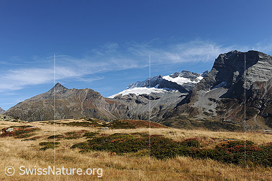 Foto: Wasenhorn, Monte Leone, Hübschhorn mit herbstlicher Vegetation im Vordergrund.
Gletscher: Chaltwassergletscher und Homattugletscher