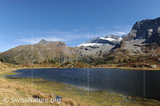 Foto: Hopschusee mit Wasenhorn, Monte Leone und Hübschhorn. Die Berglandschaft um den See ist herbstlich gefärbt. Am Ufer sind Wasserpflanzen an der Wasseroberfläche zu sehen. 
Gletscher: Chaltwassergletscher und Homattugletscher