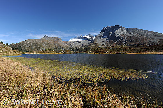 Foto: Am Ufer eines Bergsees (Hopschusee). Blick über Gras, Wasserpfanzen und die blaue Wasserfläche in die Berglandschaft mit Wasenhorn, Monte Leone und Hübschhorn.