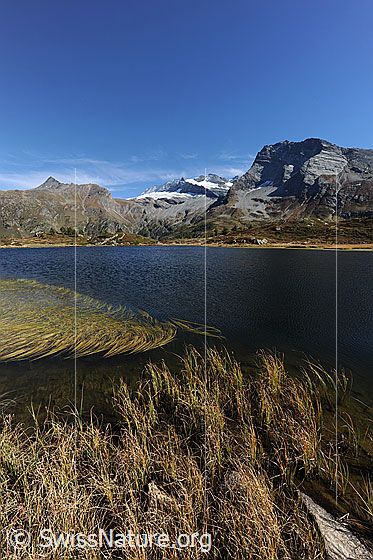Foto: Hopschusee und Hübschorn. Blick über die weite, blaue Wasserfläche des Bergsees zu Wasenhorn, Monte Leone und Hübschhorn. Im Vordergrund sind Gräser und Wasserpflanzen zu sehen.