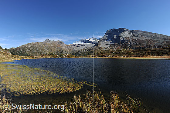 Foto: Berge und See. Blick über die weite, blaue Wasserfläche des Hopschusee zu Wasenhorn, Monte Leone und Hübschhorn. Im Vordergrund sind Wasserpflanzen zu sehen.