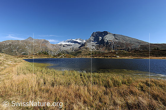 Foto: Berglandschaft mit blauem Bergsee. Wasenhorn, Monte Leone und Hübschhorn davor der Hopschusee. Das Seeufer ist mit Gras bewachsen.