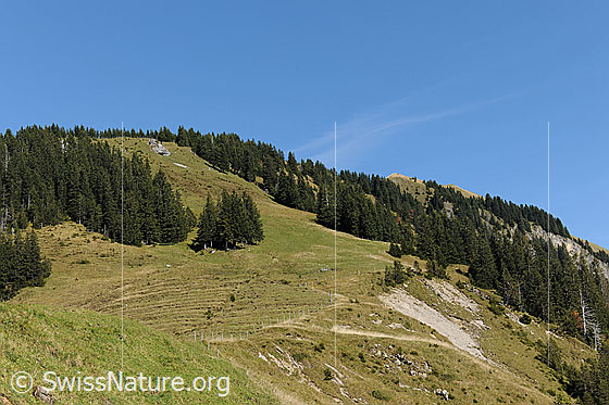 Foto: Schimbrig von der Oberen Looegg. Blick über Alpweiden und Bergwald Richtung Gipfel.