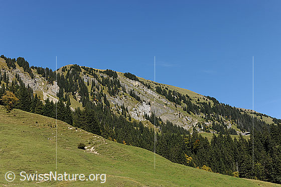 Foto: Schimbrig von Chätterech. Blick über Alpweiden und Bergwald zum Gipfel.