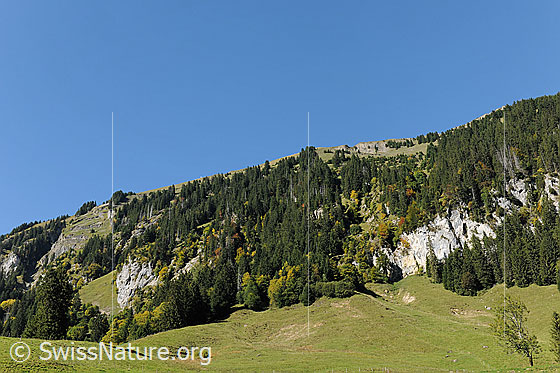 Foto: Schimbrig von Grund. Bergflanke mit Alpweiden, Felsen und herbstlichem Bergwald.