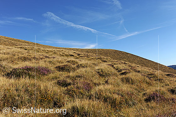 Foto: Hügelige, herbstliche Alpweide an der Sulegg. Am blauen Himmel über dem Bergrücken sind Schleierwolken zu sehen.