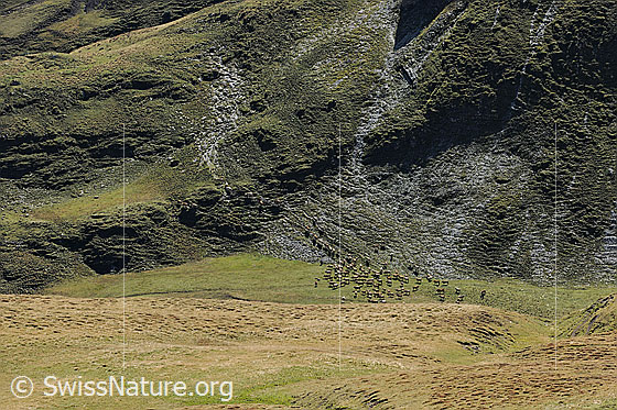Foto: Albabzug. Die Rinder werden zu einer Herde zusammen getrieben und machen sich auf den Weg ins Tal.