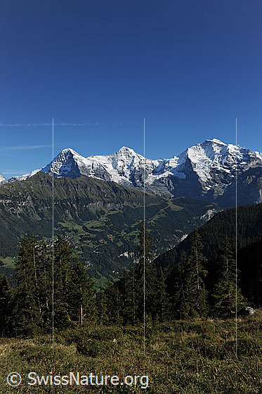 Foto: Eiger, Mönch, Jungfrau. Darüber blauer Himmel.
Vorgelagert: Tschuggen
Vordergrund: Alpweide und Tannen