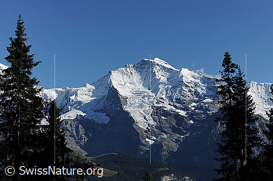 Foto: Jungfrau im Herbst aufgenommen. Blick zwischen Tannenspitzen zum weissen Berggipfel.
Gletscher: Guggigletscher, Giesengletscher und Silberhorngletscher