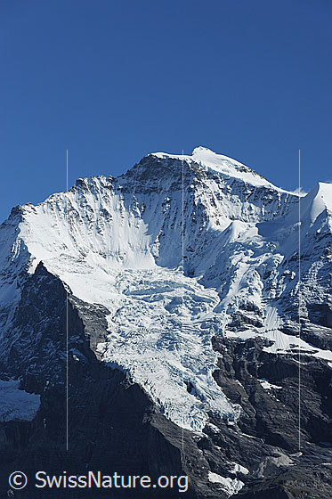 Foto: Giesengletscher und Gipfel der Jungfrau.