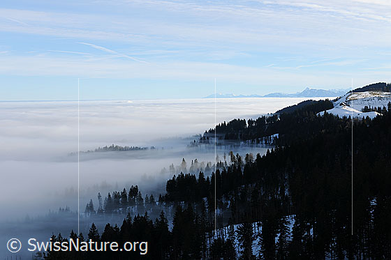 Foto: Nebelmeer und Nebelgrenze im Hügelland. Feine Nebelschwaden streifen die Wälder an der Nebelgrenze. Sie verleihen der Waldlandschaft eine geheimnisvolle Stimmung.