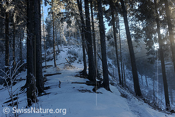 Foto: Stimmungsvolle Waldlandschaft im Winter. Feiner Nebel streicht durch den geheimnisvollen, märchenhaften Wald an der Nebelgrenze. An den Tannen, welche teils im Licht und teils im Schatten stehen, hat sich Raureif gebildet.