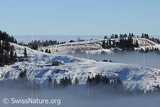 Foto: Emmentaler Hügelzüge an der Nebelgrenze. In der Hügellandschaft liegt Schnee und es sind entlegene Alphütten zu sehen. Durch die lockeren Tannengruppen streichen Nebelschwaden.