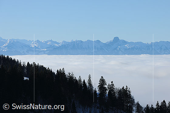 Foto: Umfassendes Nebelmeer mit Stockhornkette im Hintergrund. Die Bergkette ist schneebedeckt und die Nebeldecke kompakt. An der Krete im Vordergrund ist Tannenwald zu sehen.