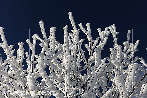 Foto: Dicker Raureif an Ästen eines Baums.