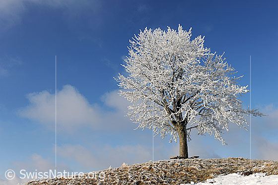 Foto: Baum mit Raureif auf Hügel. Im Hintergrund blauer Himmel mit dünnen Wolken.