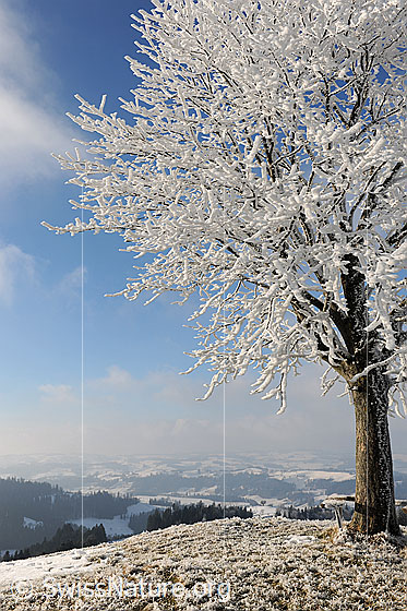Foto: Dicker Raureif an Ästen einer jungen Linde. 
Hintergrund: Schneebedeckte Emmentaler Hügellandschaft.