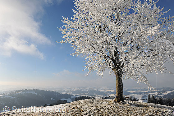 Foto: Mit Raureif belegter Baum in Winterlandschaft. Ein leichter Nebelschleier liegt über dem Hügelland.
