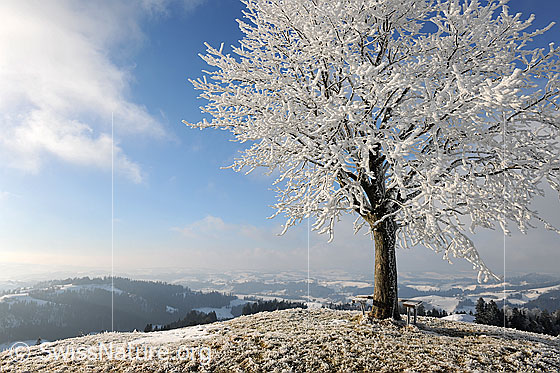 Foto: Starker Frost (Raureif) an Baum. Über der Emmentaler Hügellandschaft löst sich der Nebel auf.