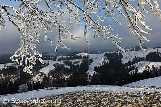 Foto: Mit Raureif überzogene Äste eines Baums.
Hintergrund: Stimmungsvoll auflösender Nebel über schneebedeckter Hügellandschaft des Emmentals.